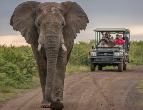 Addo Elephant Park Day Trip